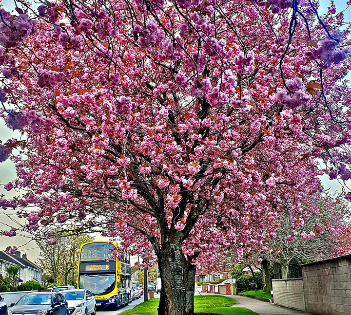 spring beauty