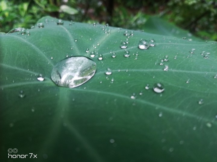 Rain drops in leaf