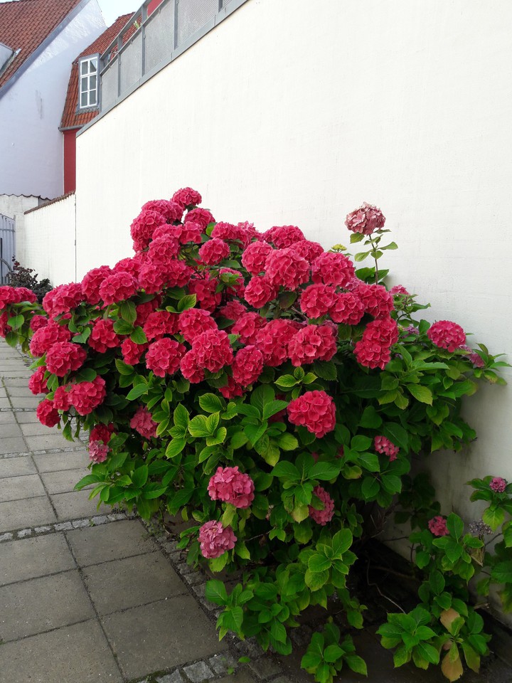 #Flowers
