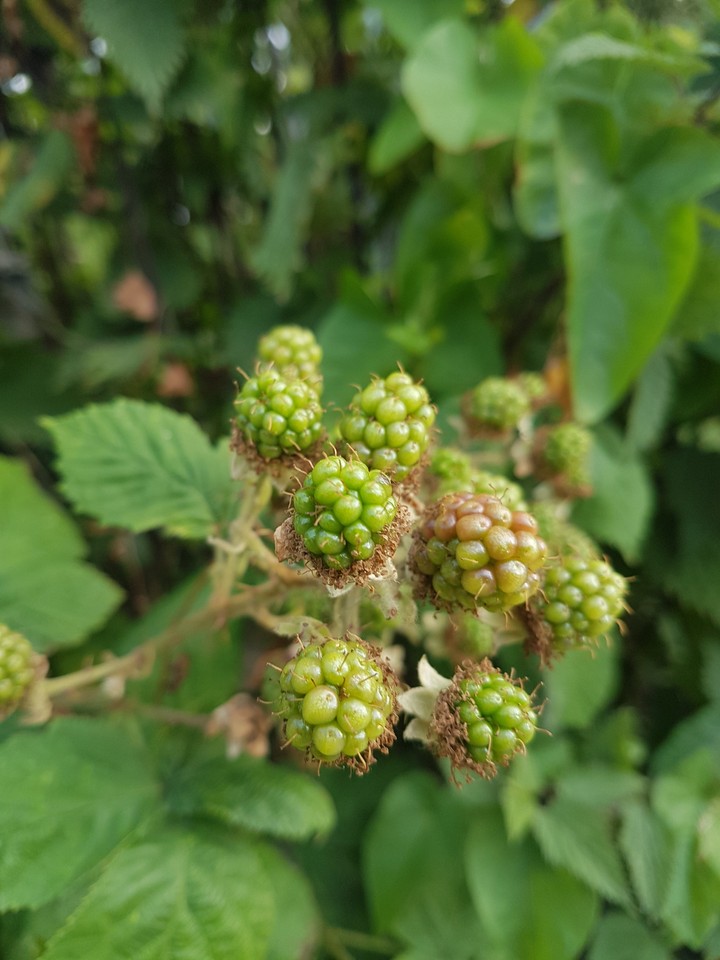 RASPBERRY WITH LEAF
