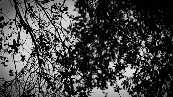 black leaf