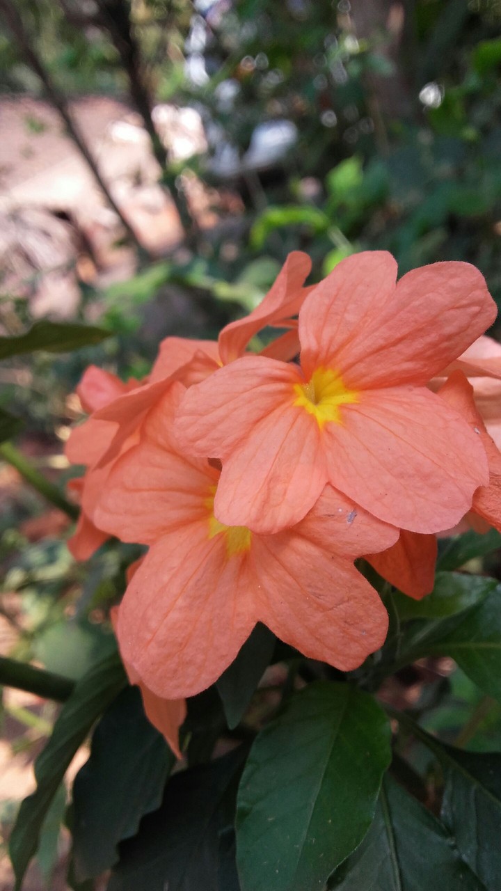 Flowers