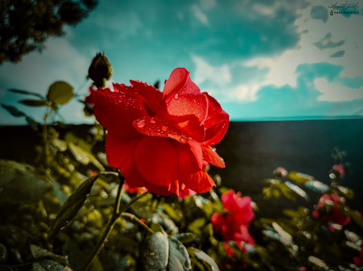 A flower under sunlight just after rain...