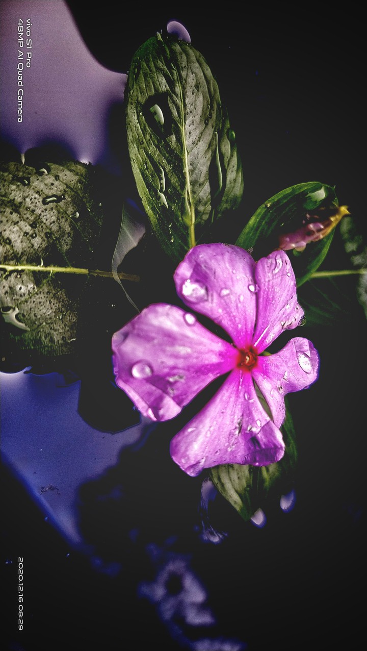 flower