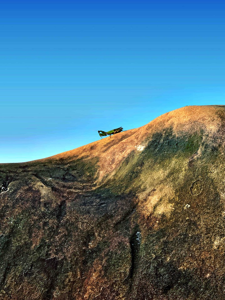 Mantis on the rock