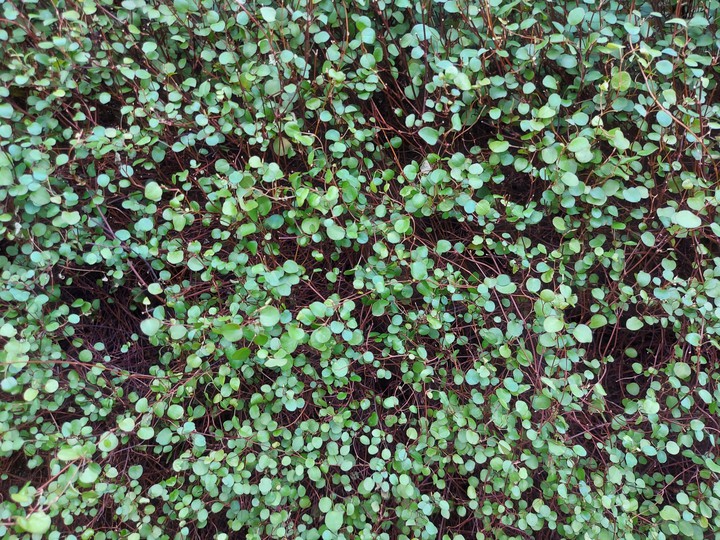a lot of greenery