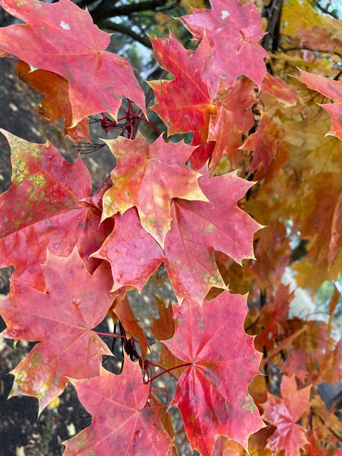 Yellow, Red, Orange