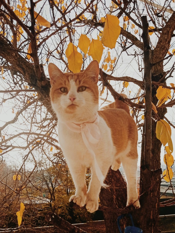Нежданный гость