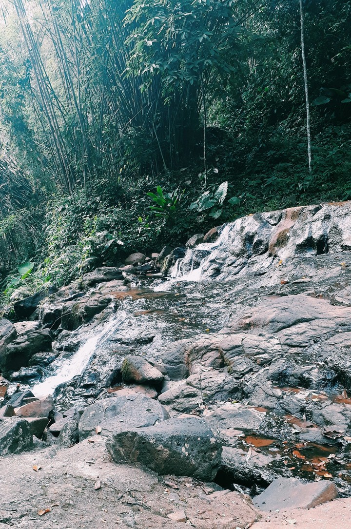 forest