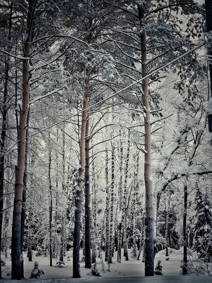 Snow-covered park