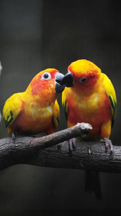 Golden Pair