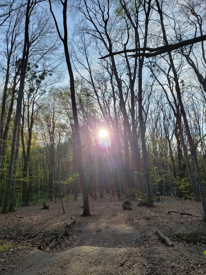 Trees and sun