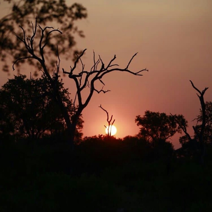 sunset in bushes