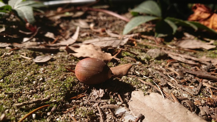 Acorn