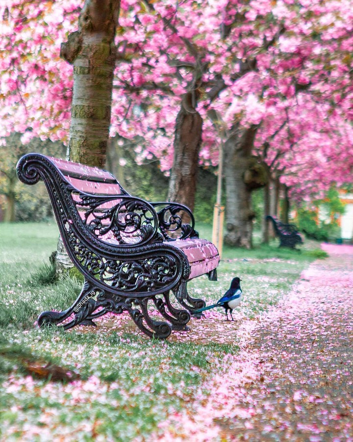 Cherry Blossom