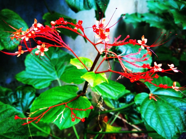 Flower