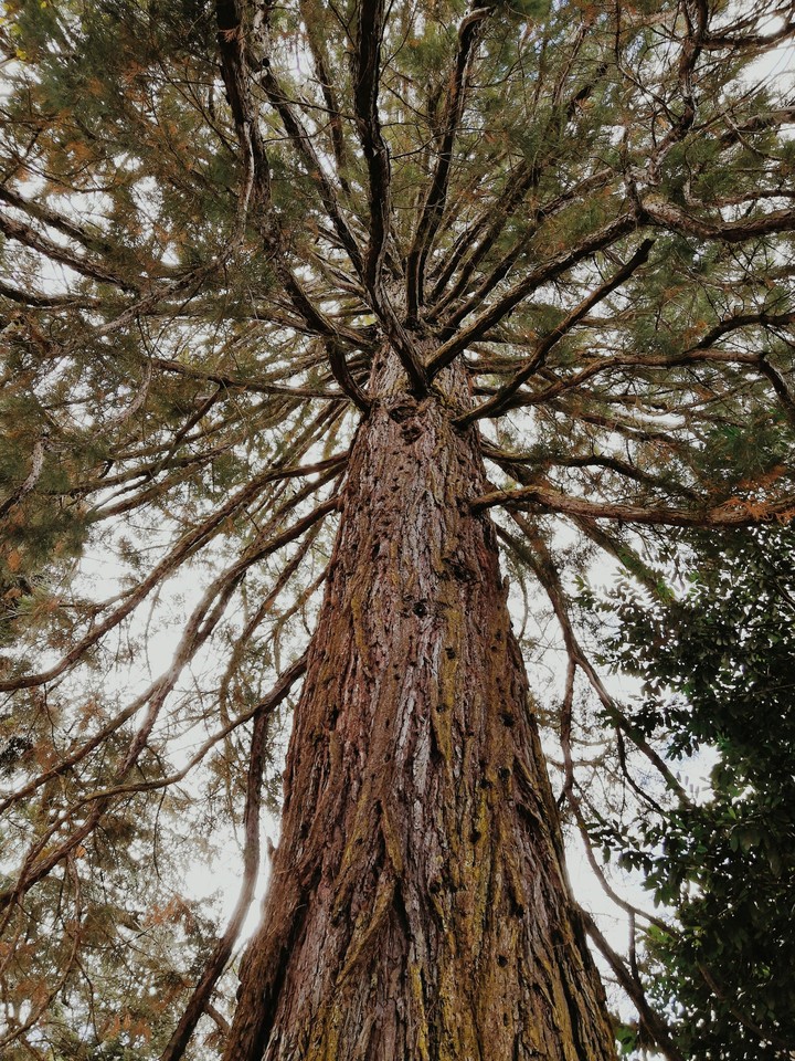 tree fantacy