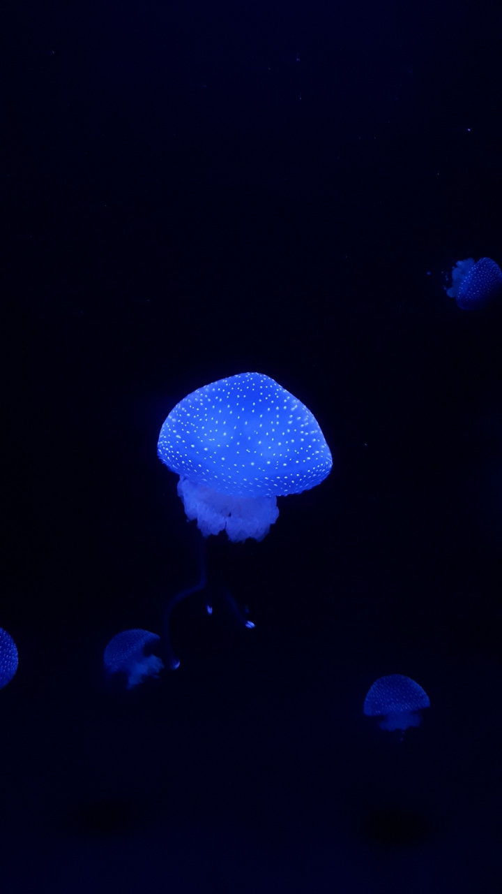 Oceanario, Lisbon, Portugal