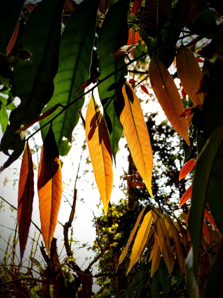 colourful leaves