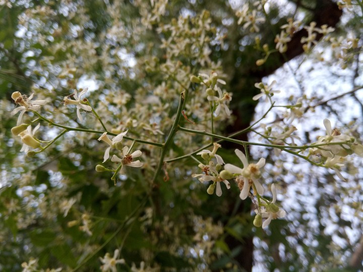 flower