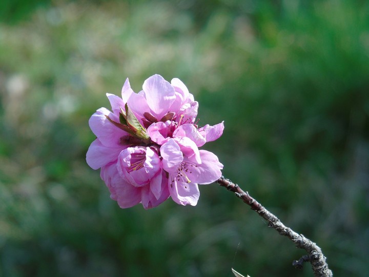 spring