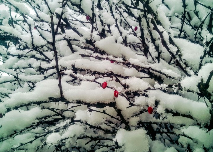snowy branches