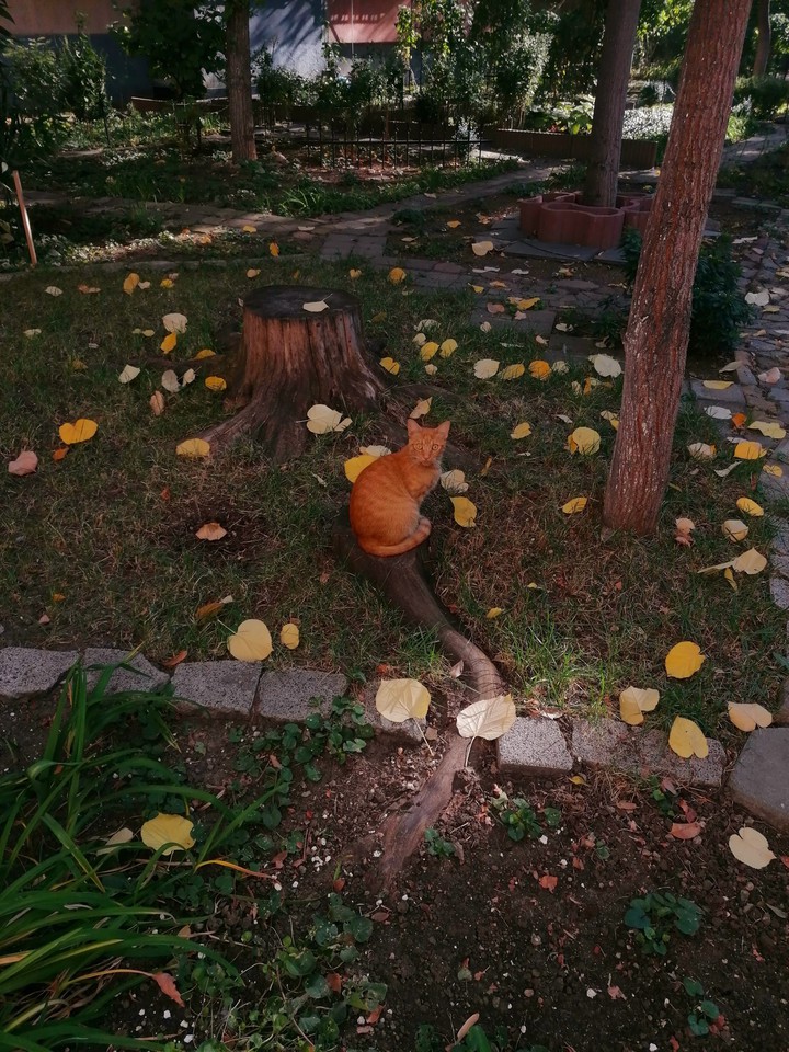 Orange cat