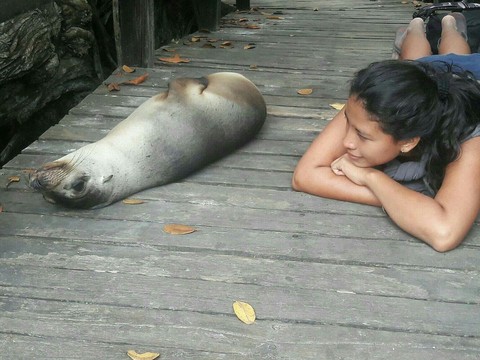 hình nền leg, seals