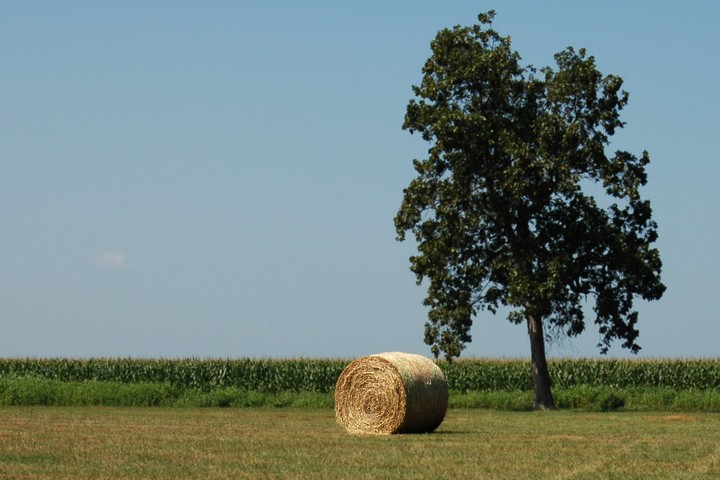 harvest