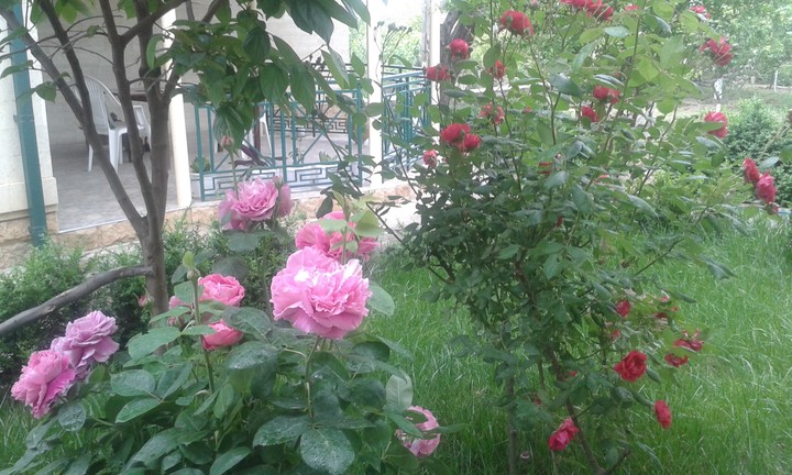 roses
