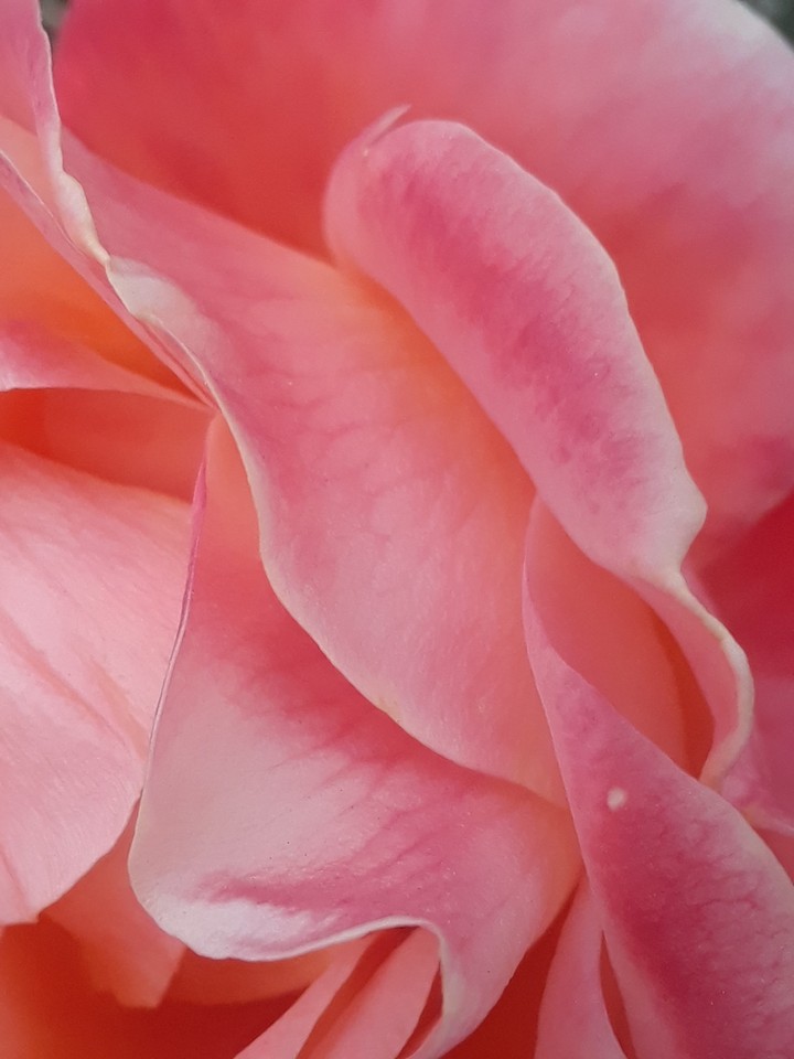 pink rose petals