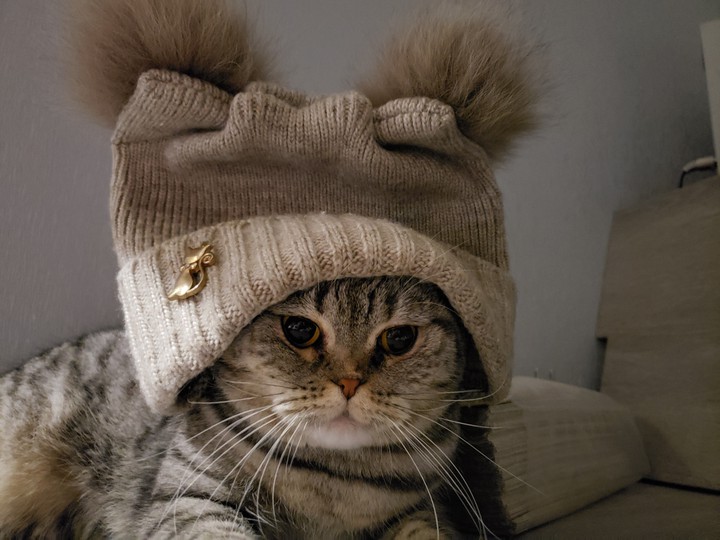 Кошка