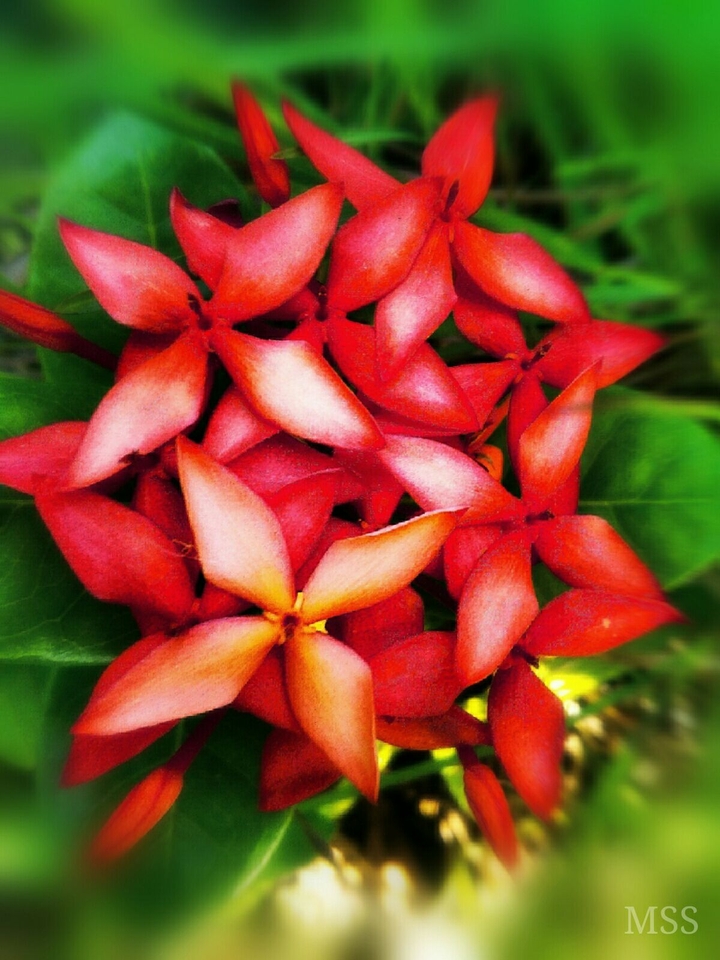 Wild Red Flowers