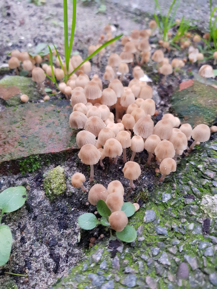 school of mush