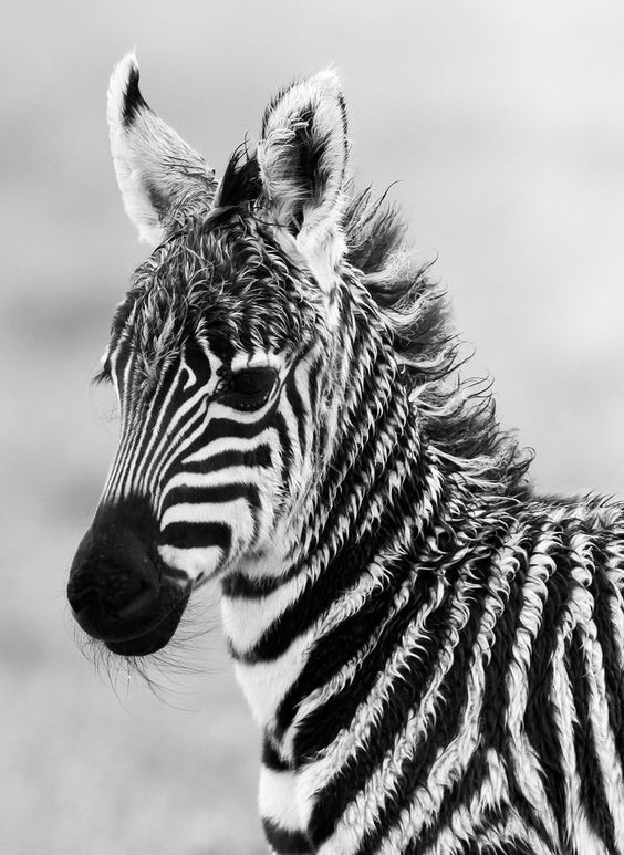 baby zebra