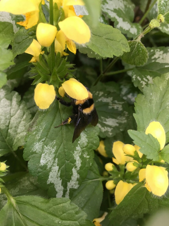 bumblebee