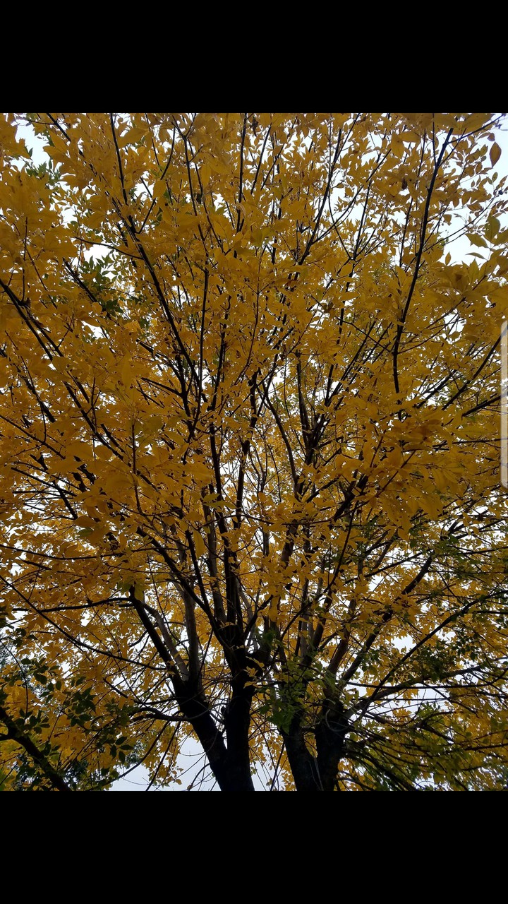 Yellow, yellow, not so mellow