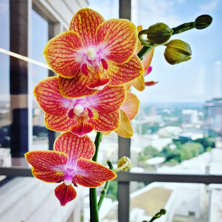 Orchid