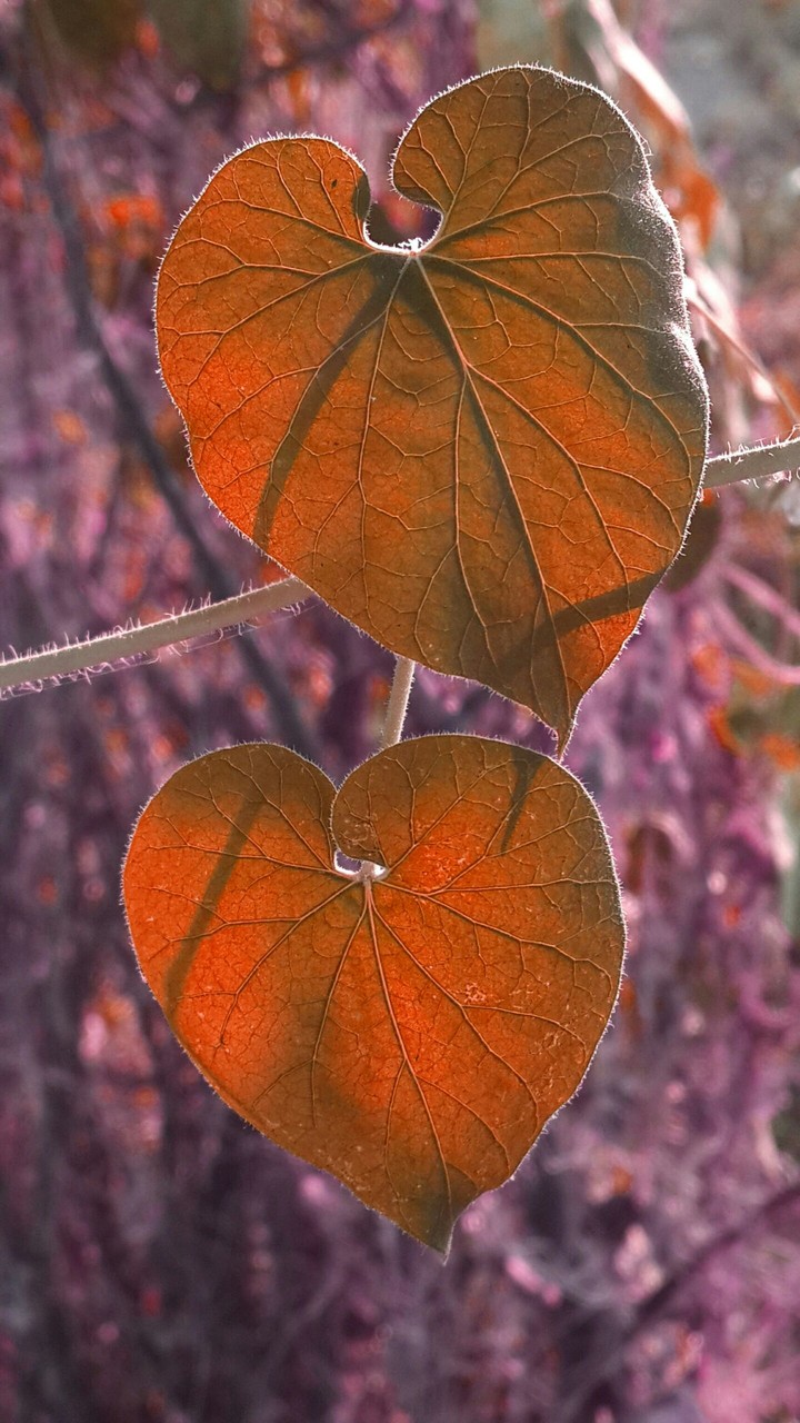 heart leaf