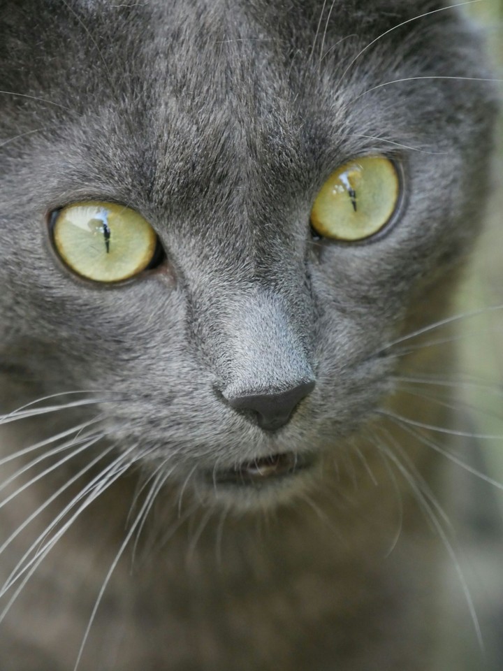 cat power