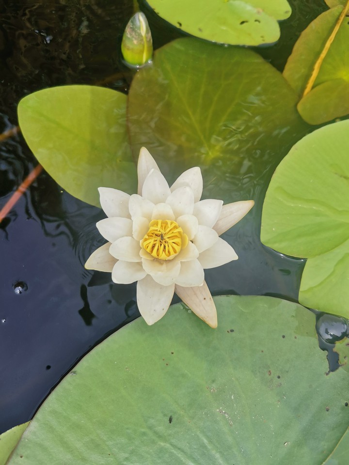 Lily