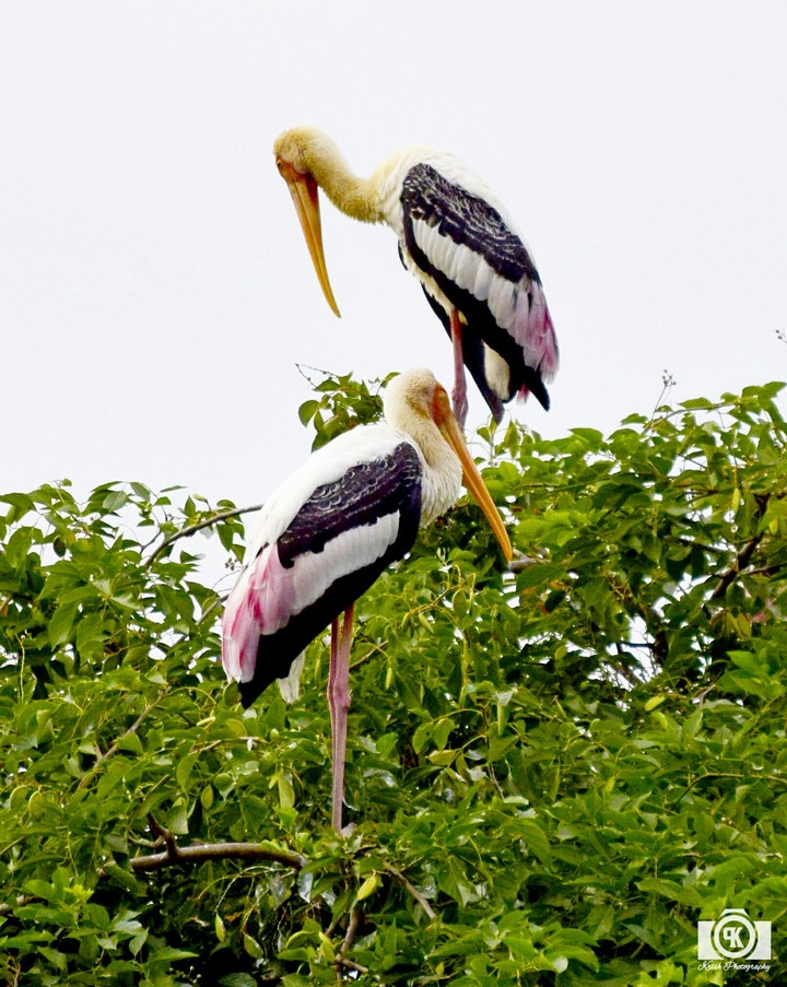 Birds relaxing on Tree top