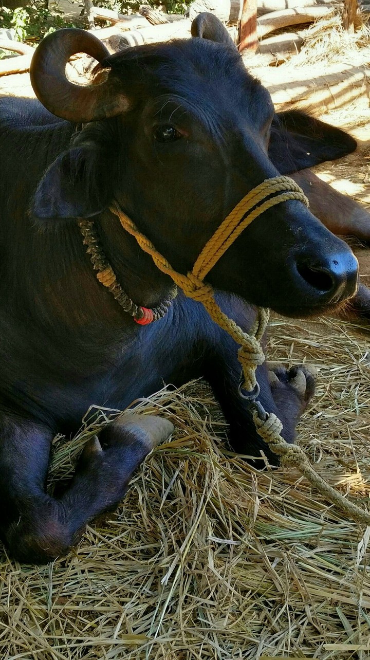 water Buffalo Indian