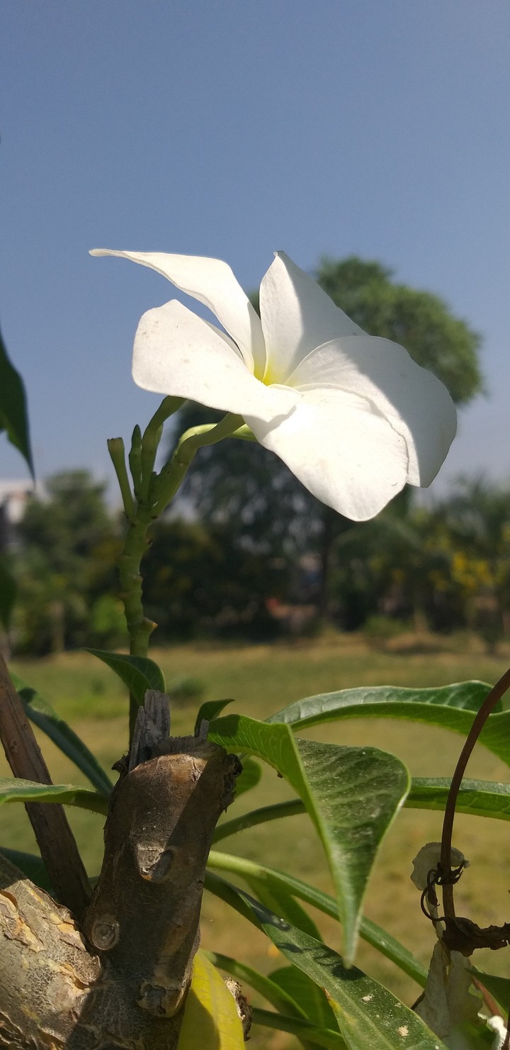 flawer