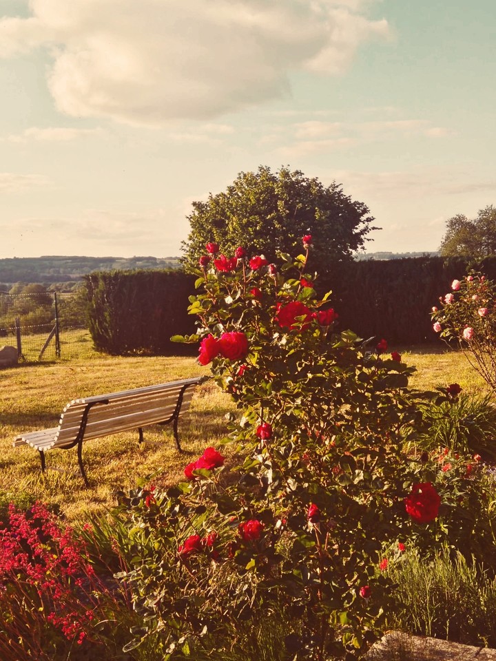 roses du jardin