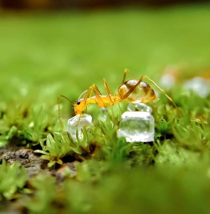 ant