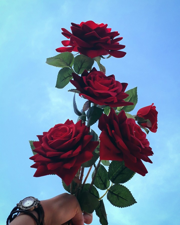 rosa vermelha