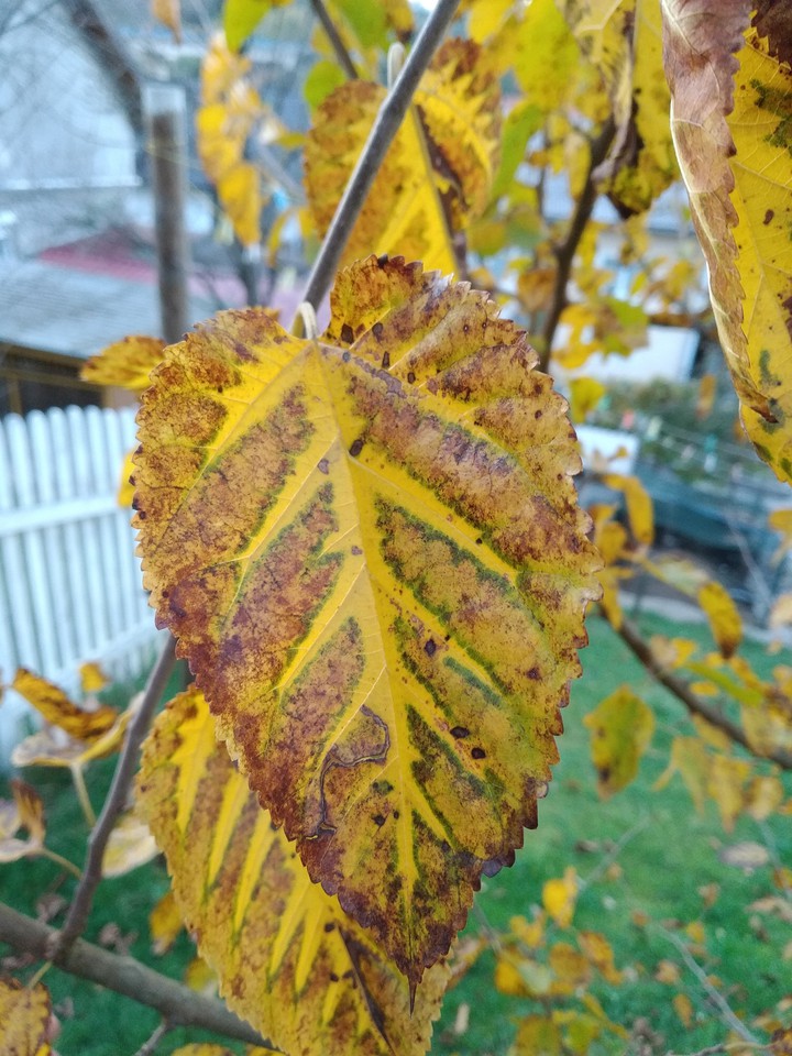 Unusual leaves