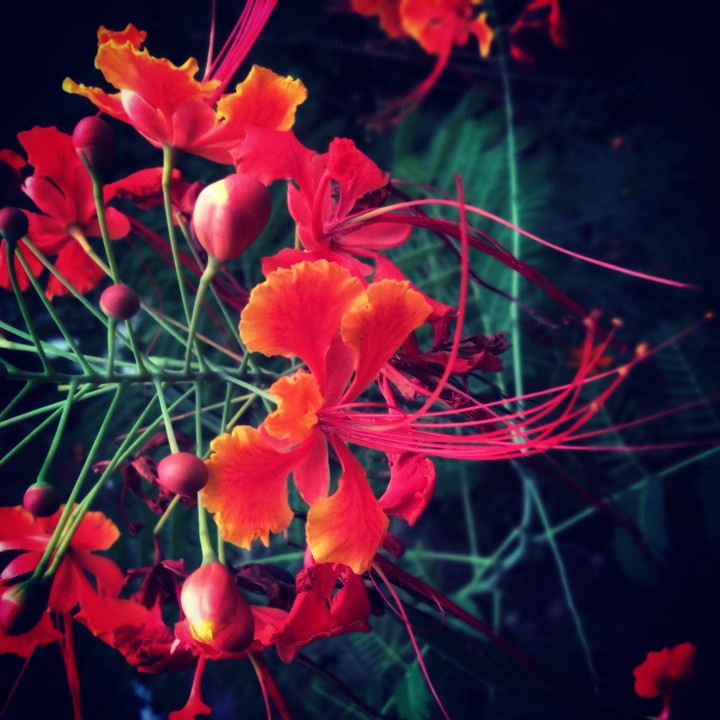flower