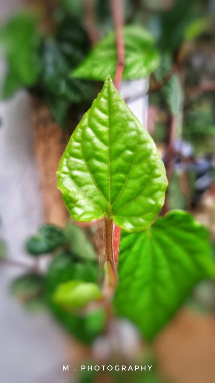 BETEL LEAF